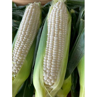 【いわたしろひめ】とうもろこし ホワイト 6本 A品