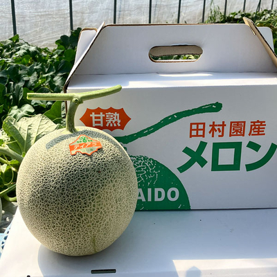 北海道浦臼産 青肉メロン「キングメルティー」2玉セット（1玉1.7kg以上）