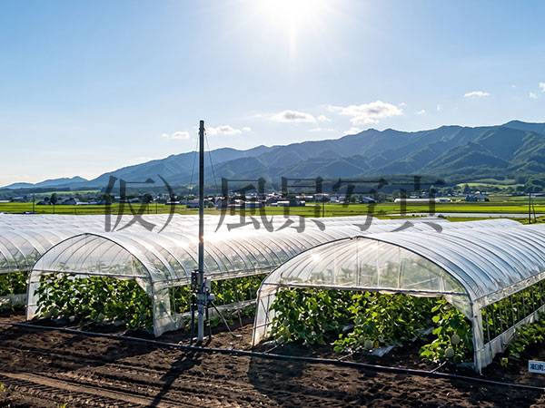 浦臼の寒暖差とメロン畑