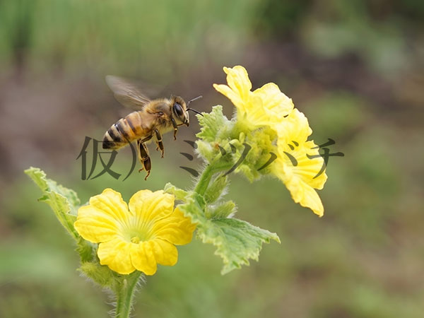 メロンの花とミツバチ