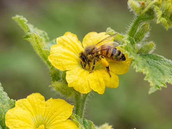 メロンの花とミツバチ