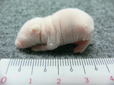 冷凍ピンクマウス　Ｌ　50匹セット