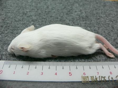冷凍マウス　アダルトＭ