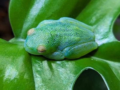 グラニュローサアマガエルモドキ・オス