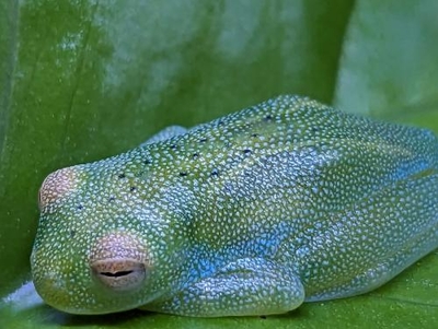 グラニュローサアマガエルモドキ・メス