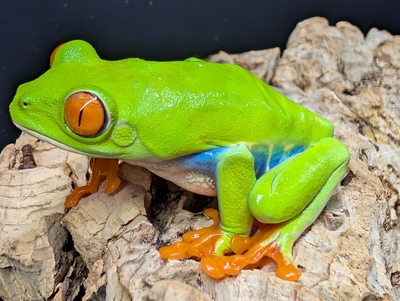 アカメアマガエル