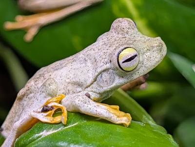 ガラガラアマガエル