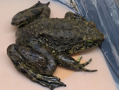 ゴライアスガエル
