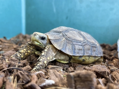 カメの在庫について