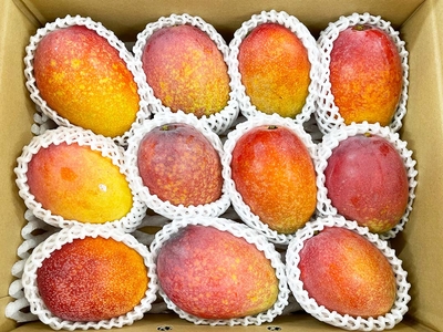 アップルマンゴー　家庭用4kg