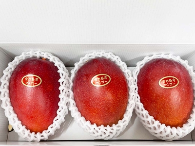 アップルマンゴー　贈答用1kg