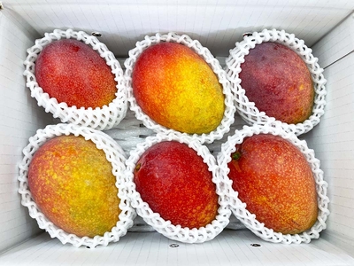 アップルマンゴー　家庭用2kg