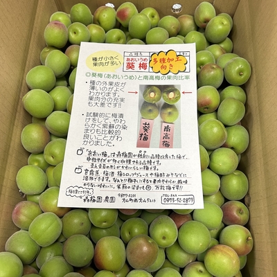 葵梅