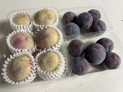 【スモモ】いろいろおまかせミックス