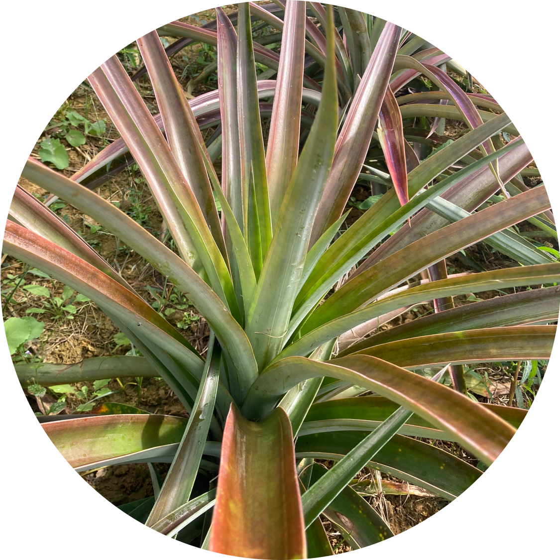 pineapple variety