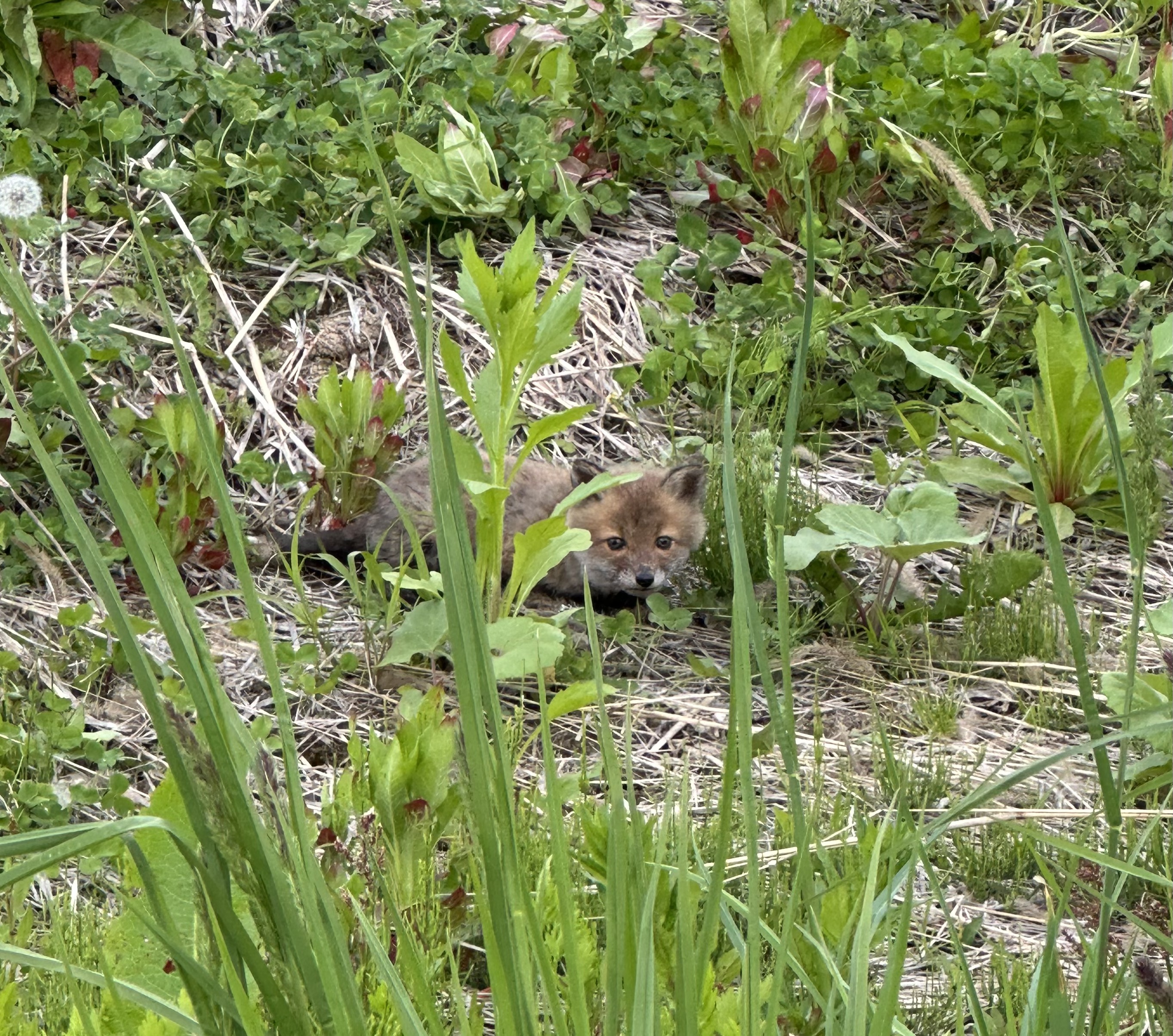 きつね