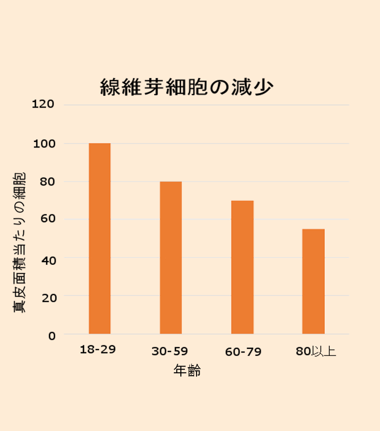 年齢とともに繊維芽細胞が減少