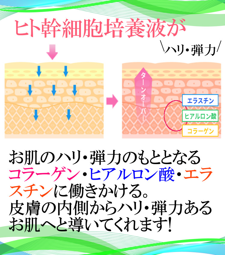 ヒト幹細胞培養液エキスがコラーゲン・ヒアルロン酸・エラスチン・繊維芽細胞に働きかける