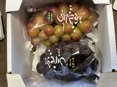 ぶどう園おまかせ食べ比べ2品種セット1箱　(2房入り)約1.2kg　（クール便送料別）
