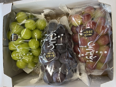 ぶどう園おまかせ食べ比べ3品種セット1箱　(3房入り)約2kg　（クール便送料別）