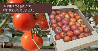 規格外中玉トマト3.5㎏バラ箱