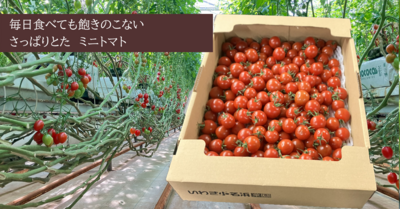 ミニトマト3㎏バラ