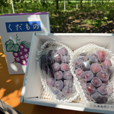 鹿児島県産 ピオーネ 1kg
