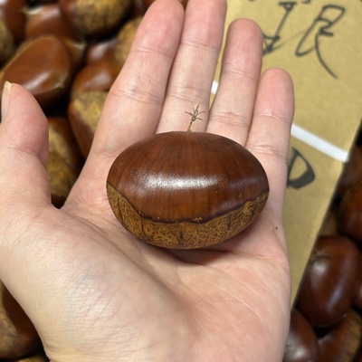 10月中旬販売予定【貯蔵生栗】銀寄1kg