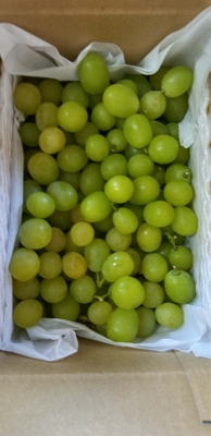 シャインマスカット　粒　バラ１ｋｇ（ご家庭用）