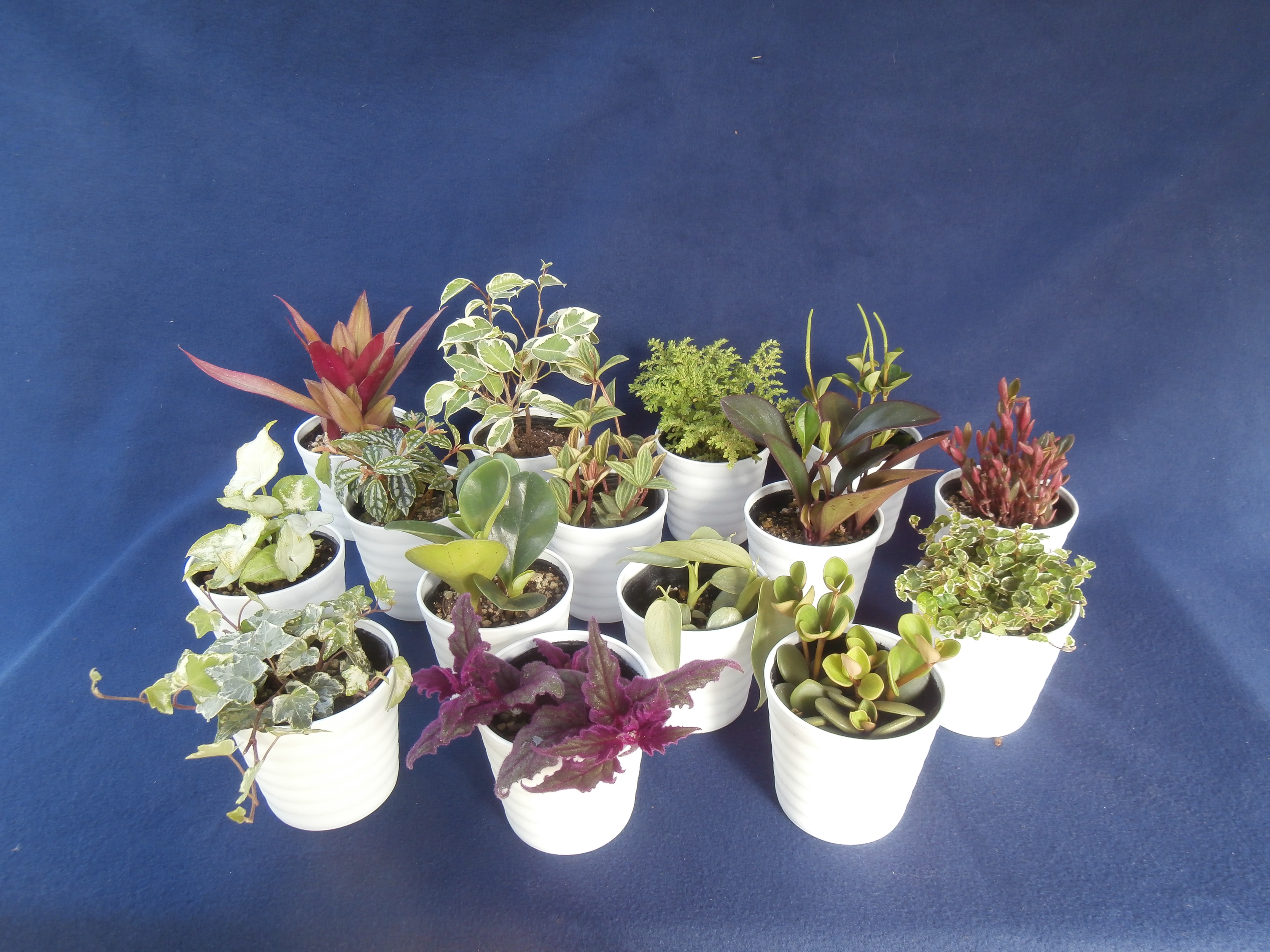 送料込み 観葉植物 店長おすすめ よりどりみどり 4 5号ロング鉢 3鉢セット 名田植物園ネット館