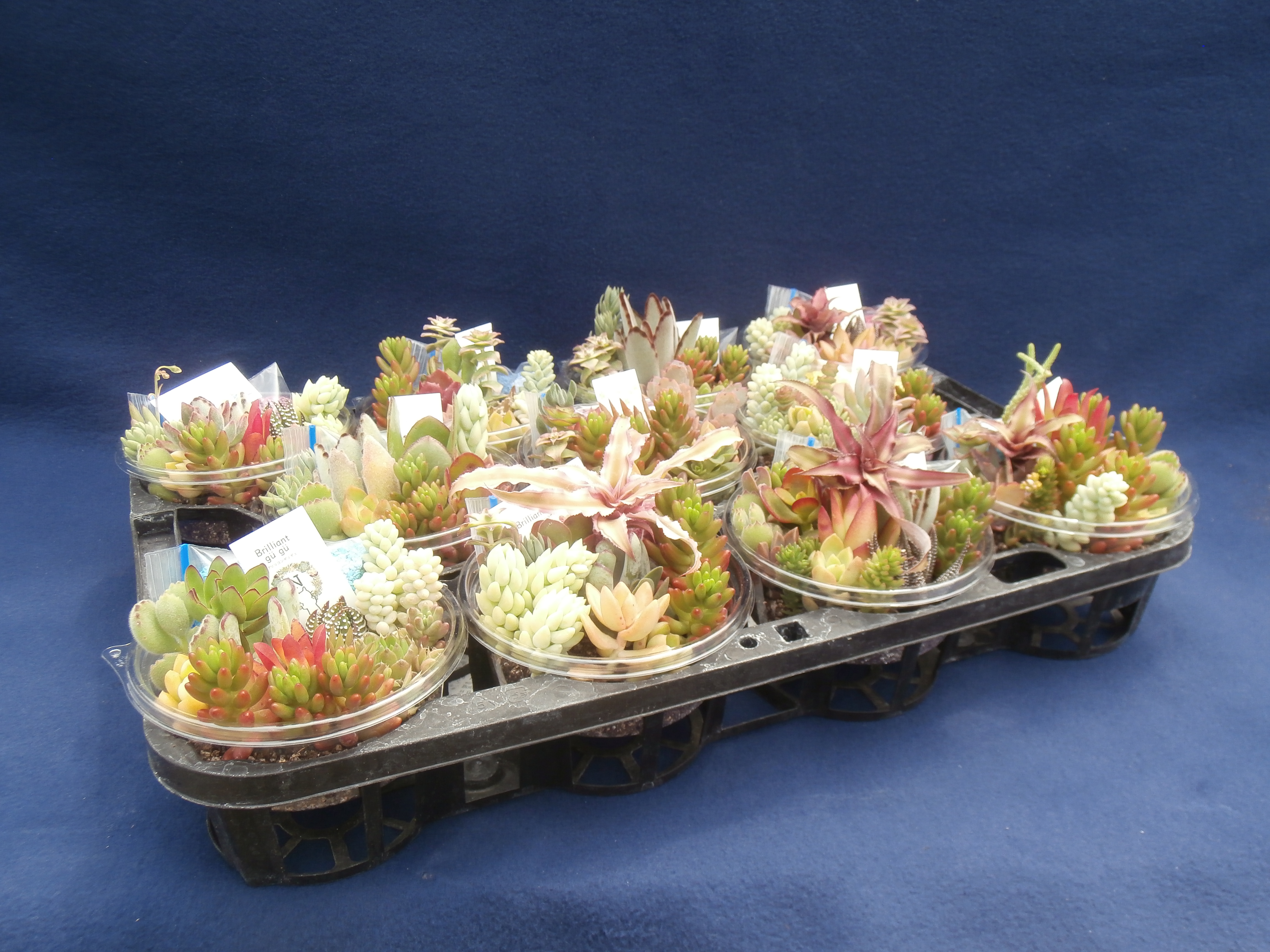 送料込み 巣籠もり サキュレント Self Made 自作多肉植物寄せ植えキット 土タイプ 11個セット 名田植物園ネット館