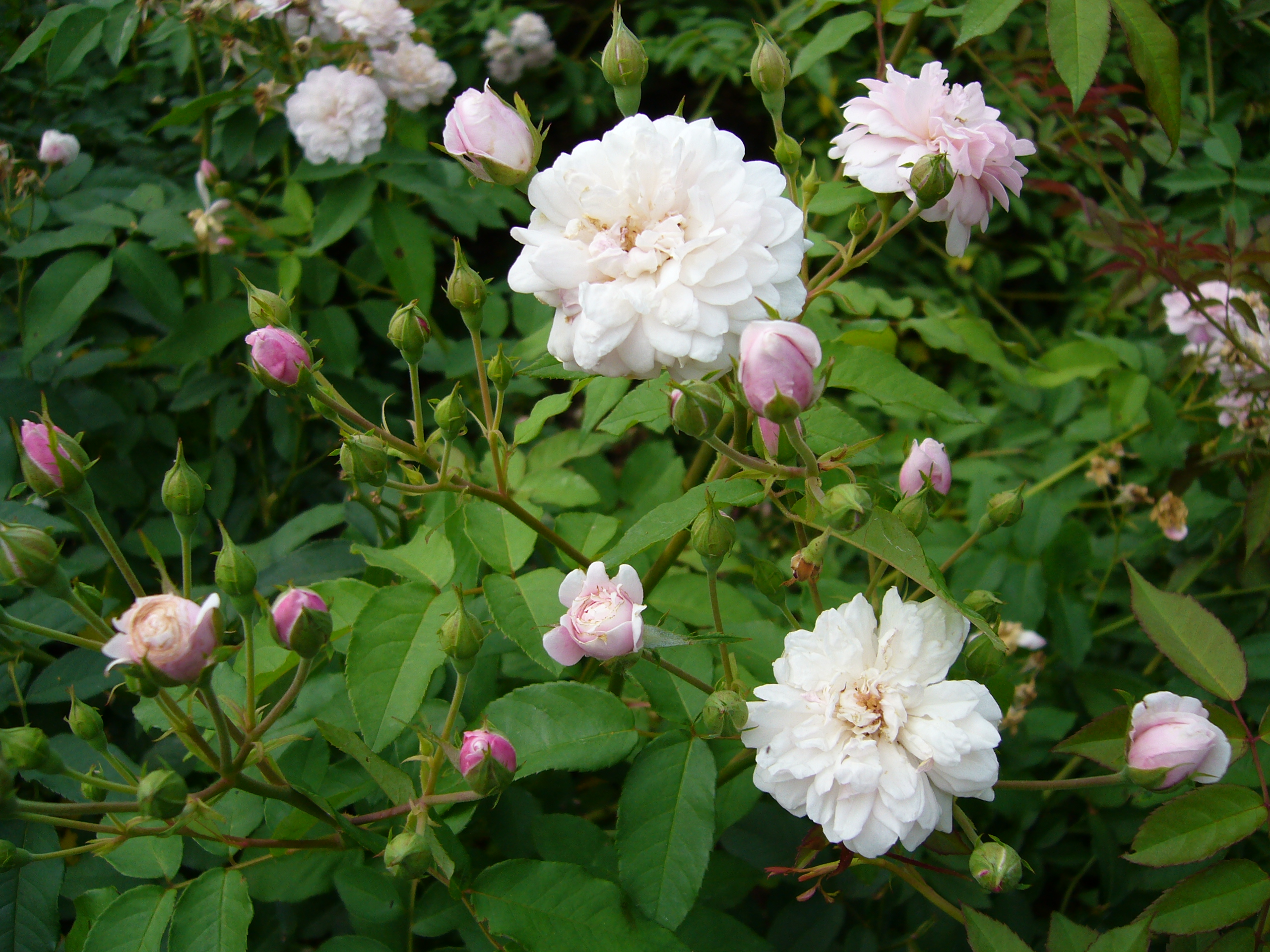 ブラッシュノアゼット オールドローズ 3年生苗 1株 ＊ ポット配送 四季咲き