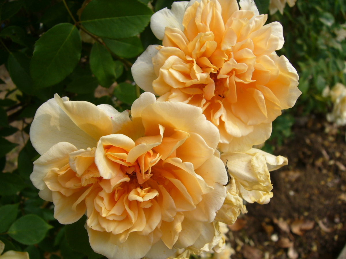 ウィリアム アレン リチャードソン William Allen Richardson