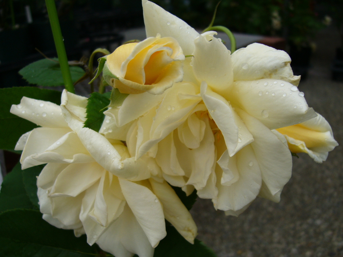 フランチェスカ Francesca