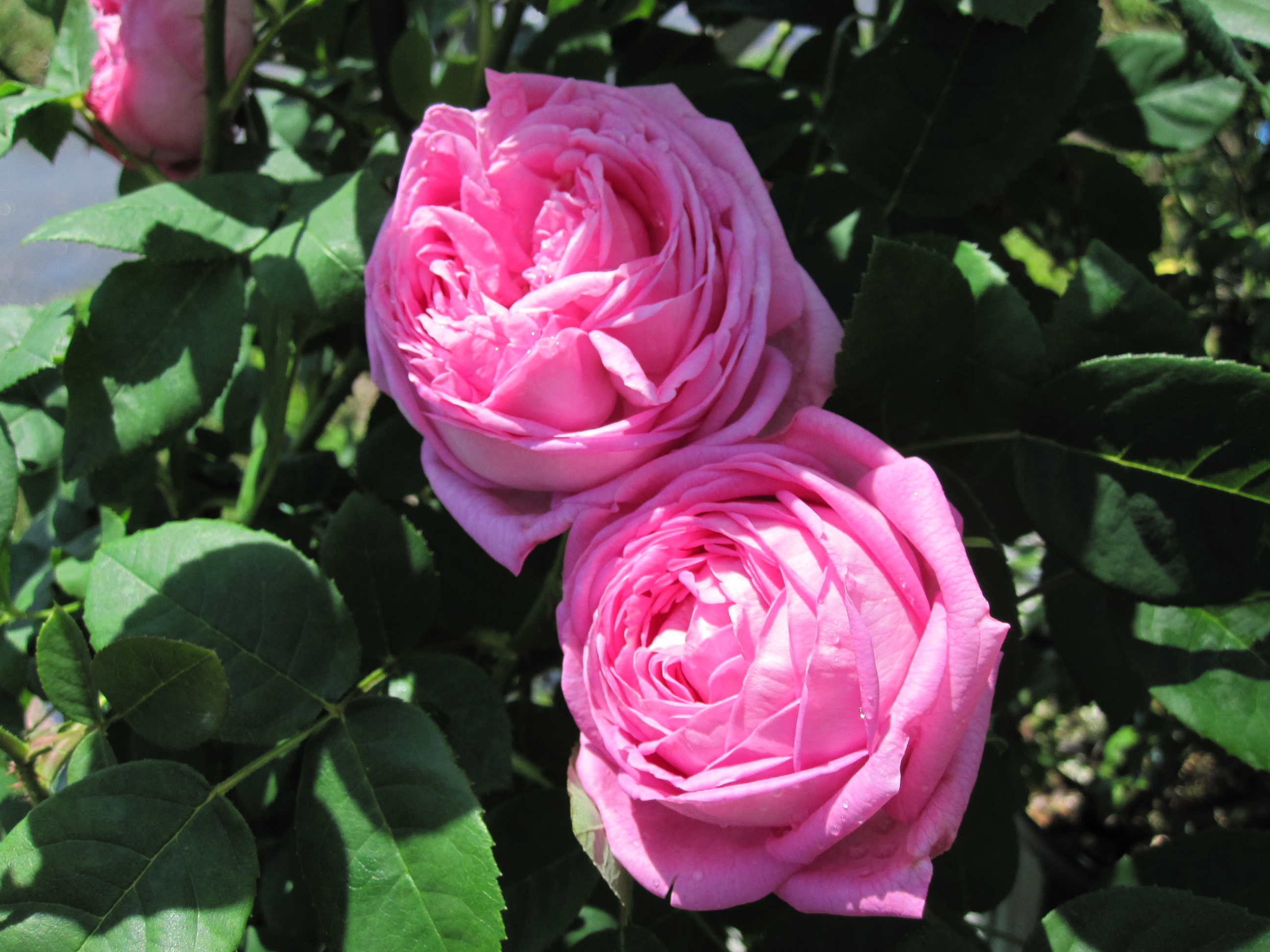 コンテスセシルドゥシャブリアン薔薇苗木【素晴らしく可愛いコロコロ丸い薔薇です】 コンテス セシル ドシャブリアン Contess Cecile de Chabrillant