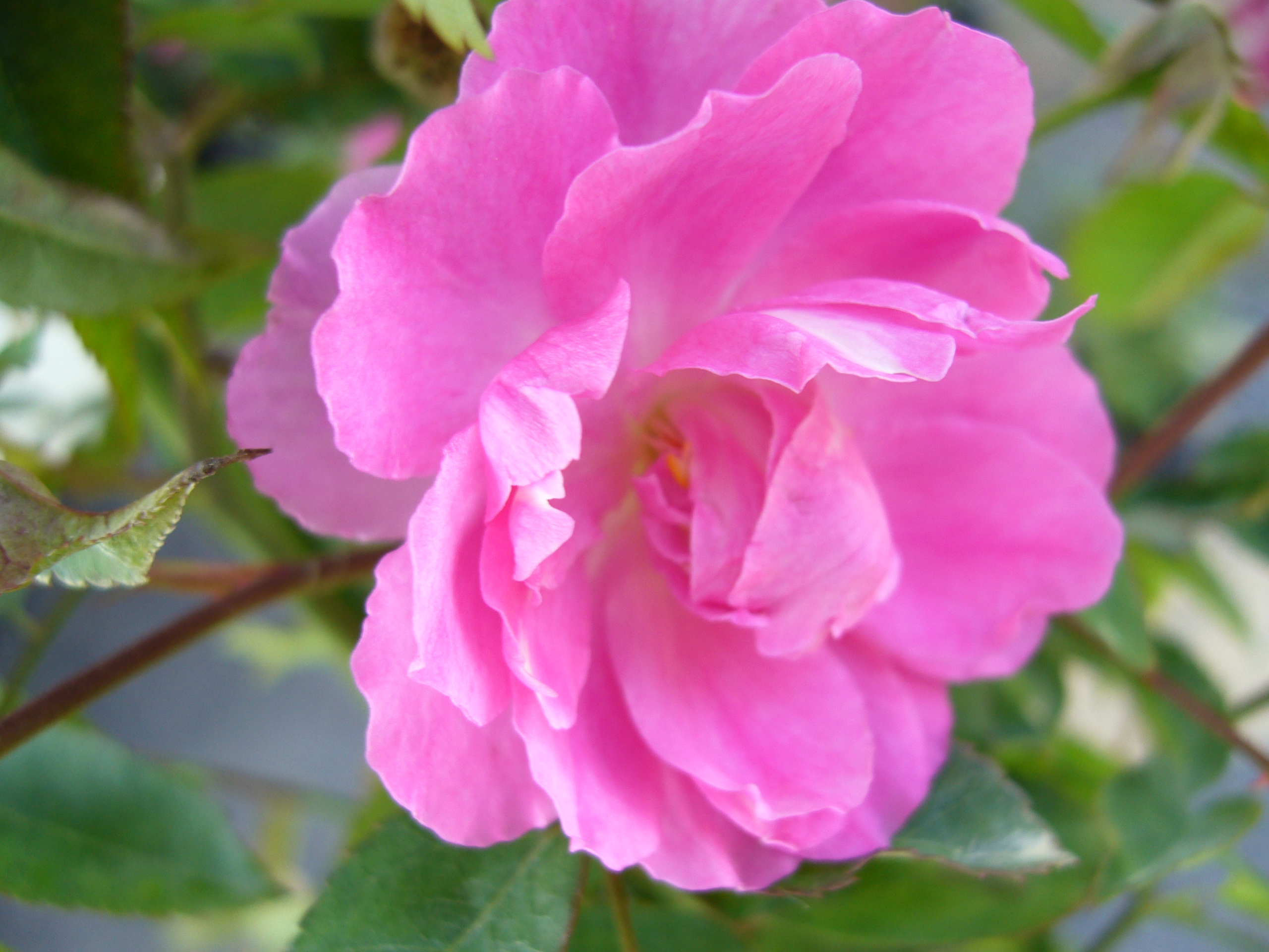 カメリアローズCamellia Rose | バラ苗通販shop