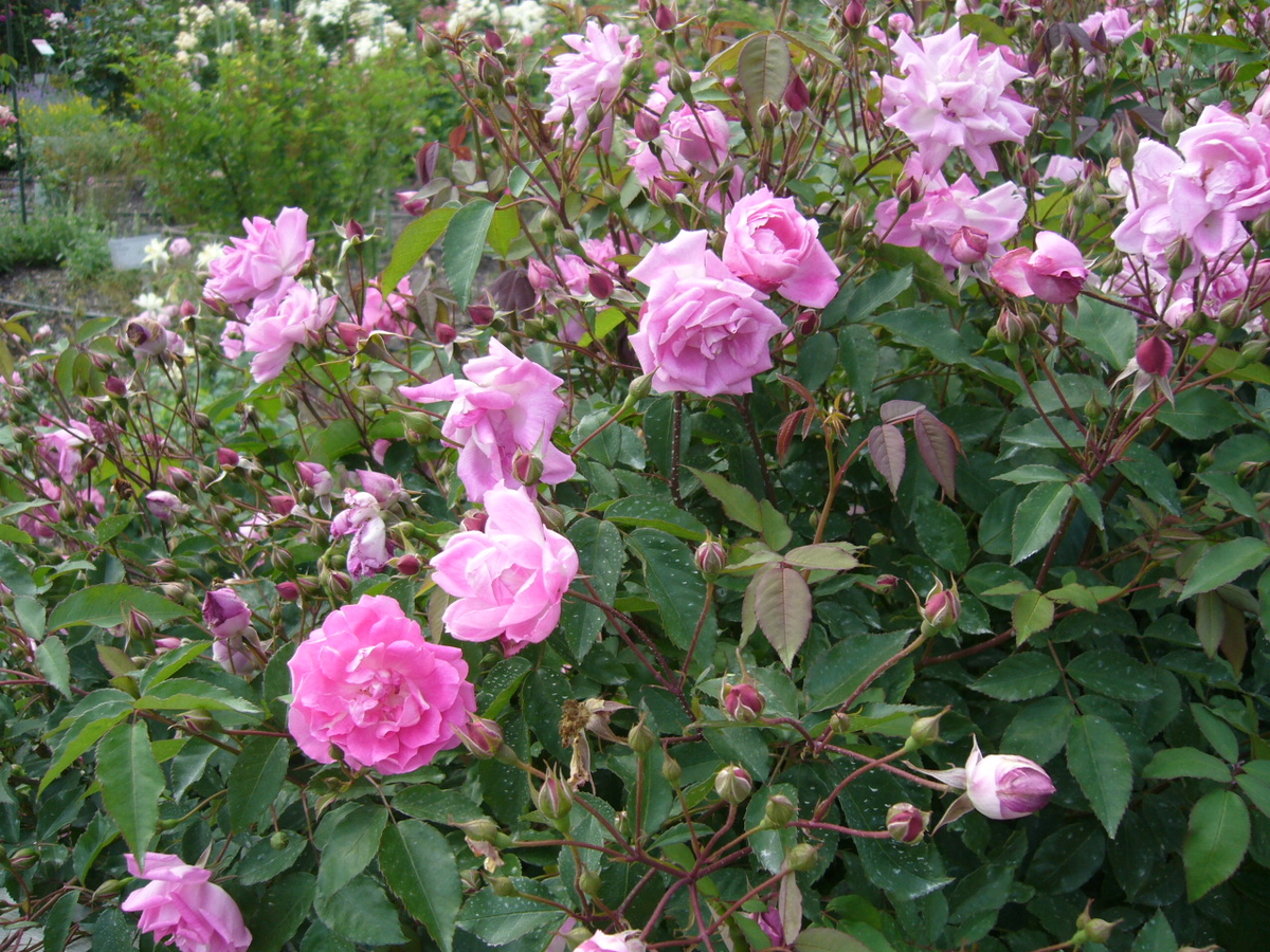 カメリアローズCamellia Rose | バラ苗通販shop