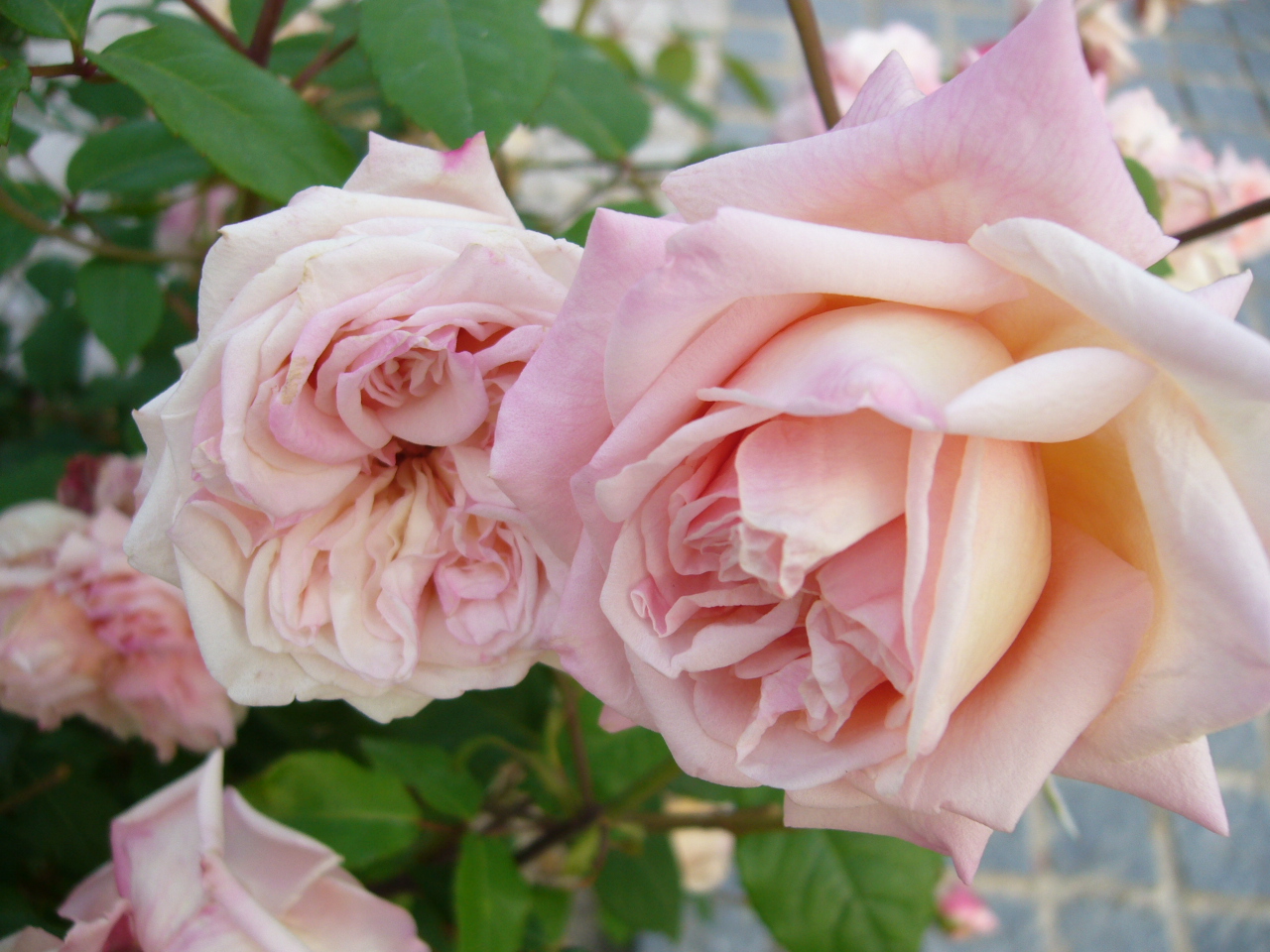 ピンク レンブ 苗 超希少特大レンブ取木苗木 台湾黑金剛蓮霧