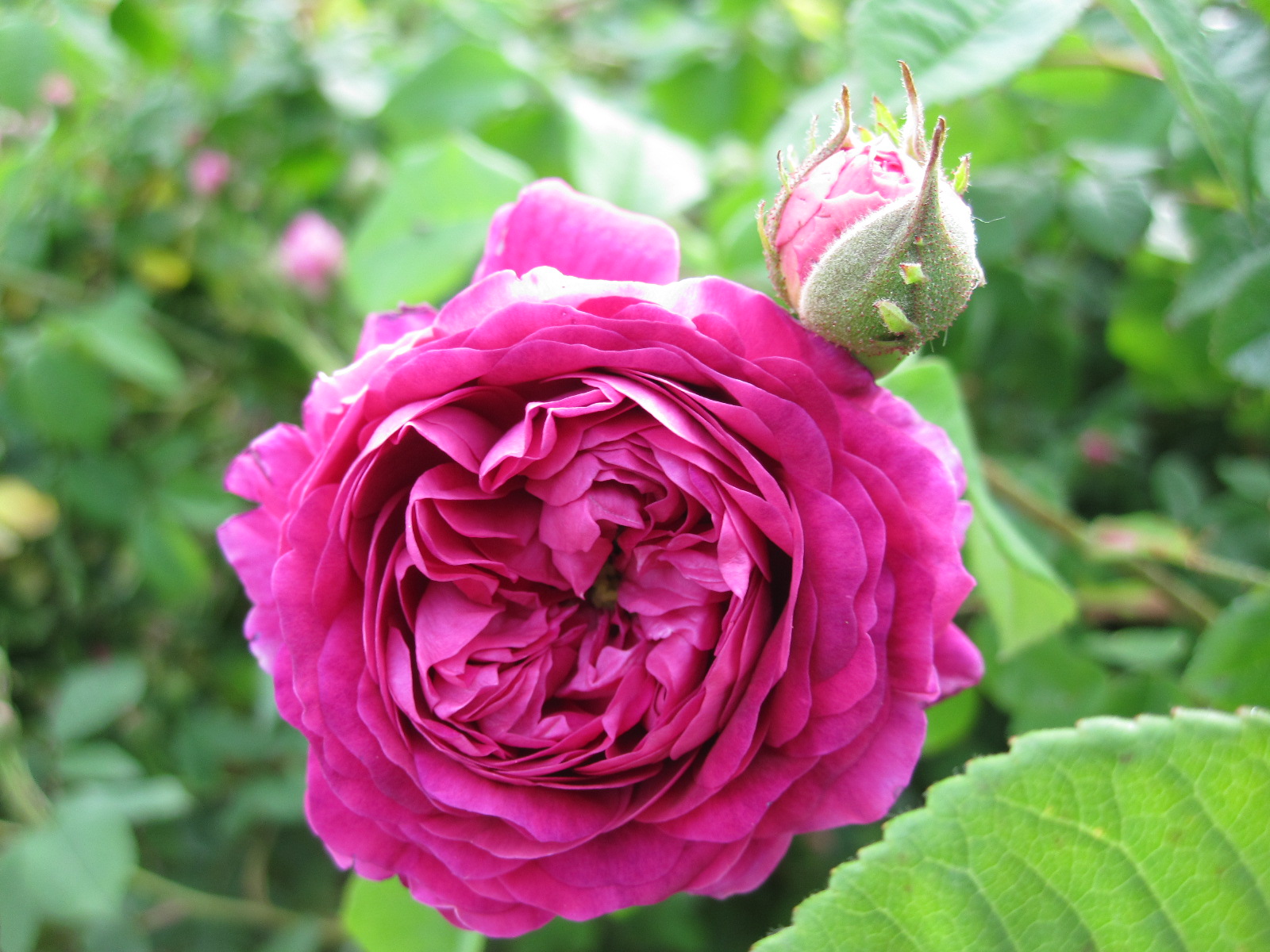 カーディナル ド リシュリュー Cardinal de Richelieu | バラ苗通販