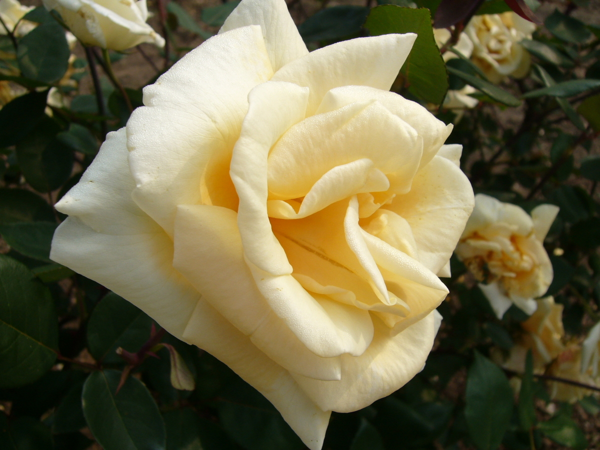 レディヒリンドン Lady Hillingdon