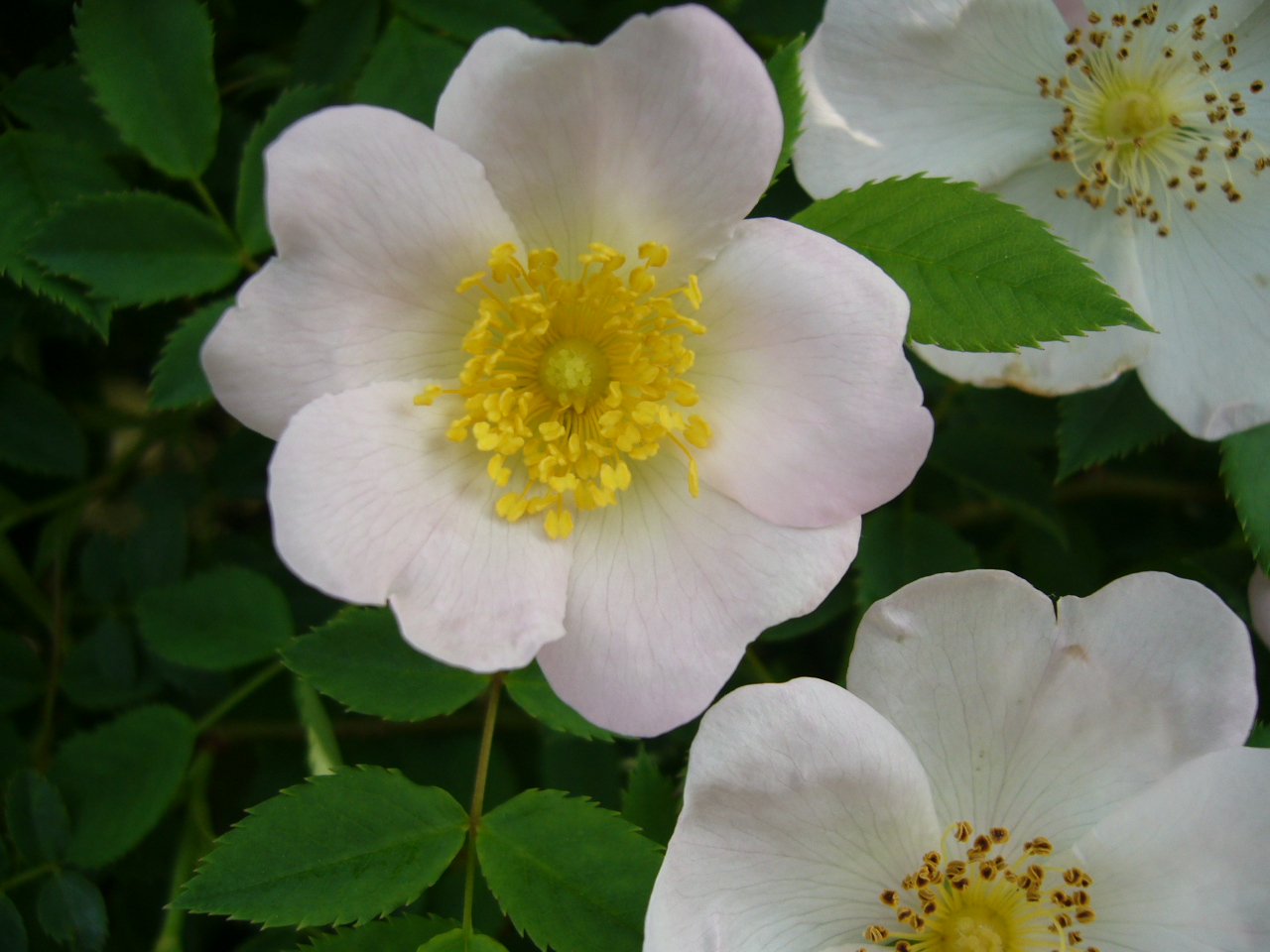 ロサ カニナRosa canina | バラ苗通販shop