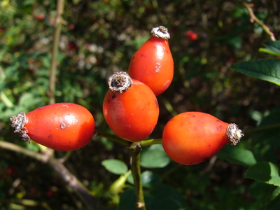 ロサ カニナRosa canina | バラ苗通販shop