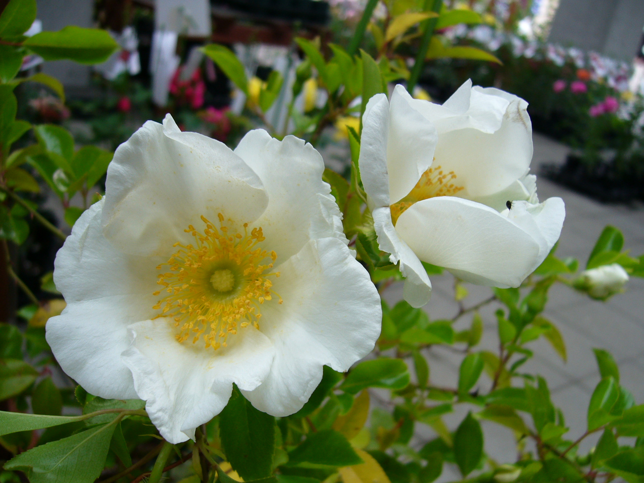 ナニワイバラ Rosa Laevigata | バラ苗通販shop