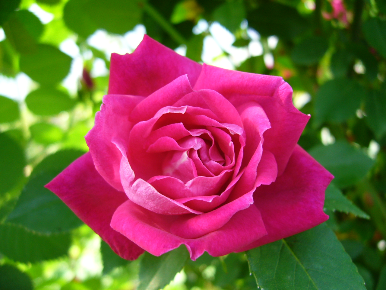 ロサ キネンシス（半つる） Rosa chinensis | バラ苗通販shop