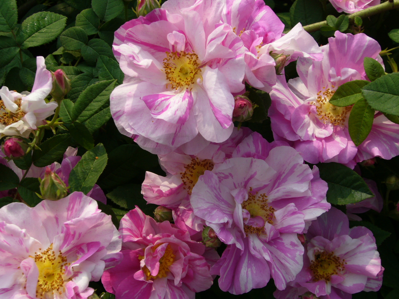 ロサ ガリカ ベルシコロール Rosa gallica versicolor | バラ苗