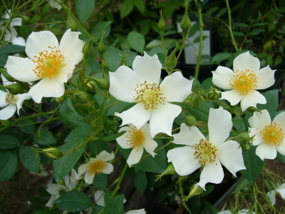 ランブラー大苗 | バラ苗通販shop