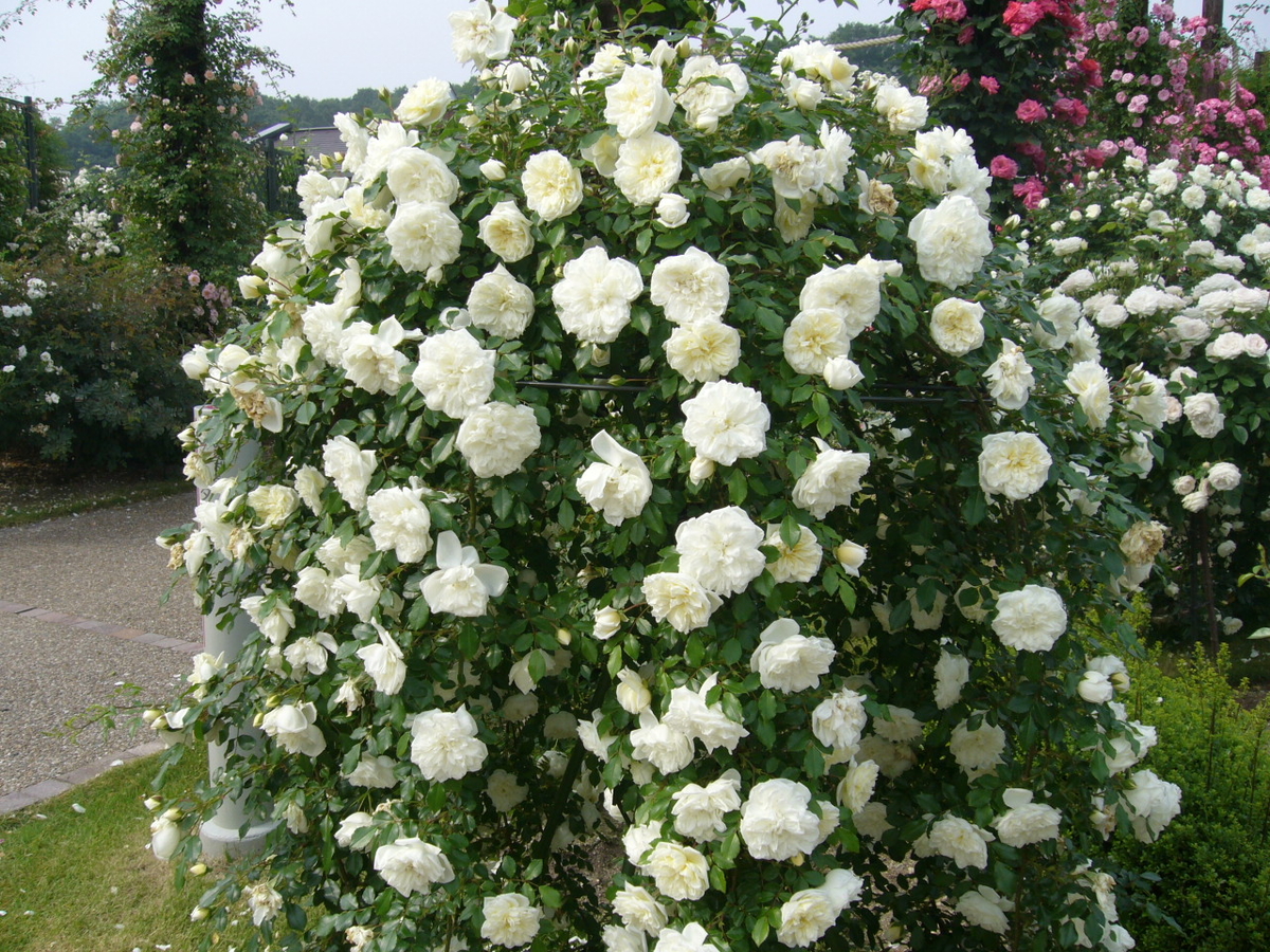 アルベリックバルビエ Alberic Barbier | バラ苗通販shop