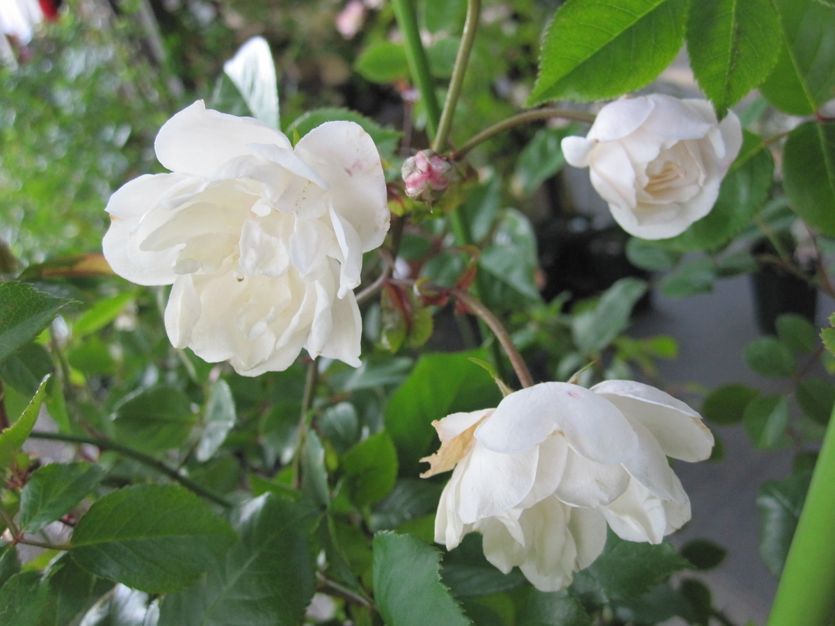 アデレード ドルレアン Adelaide d'Orleans