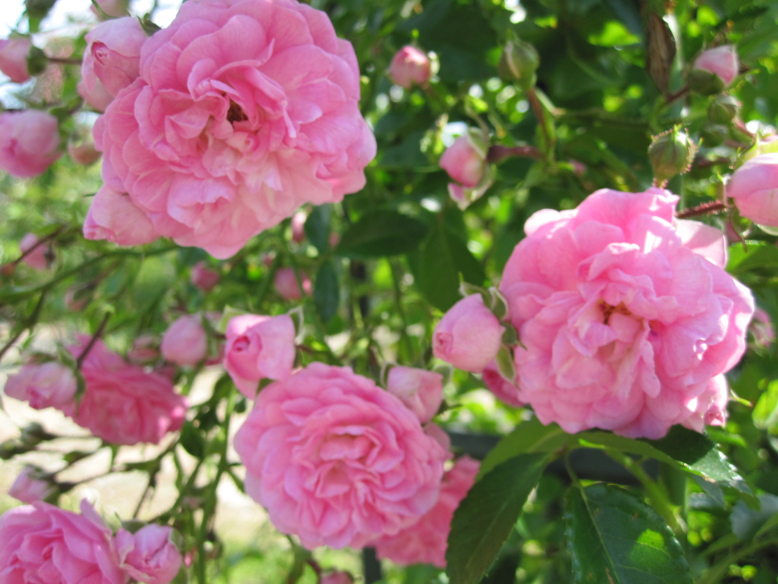 ドイリー1265❤️ぷっくりツル薔薇と八重咲き花、ナデシコ、蝶々のドイリー✨ ルドゥーテ「八重咲きの丸いピンクバラ」大