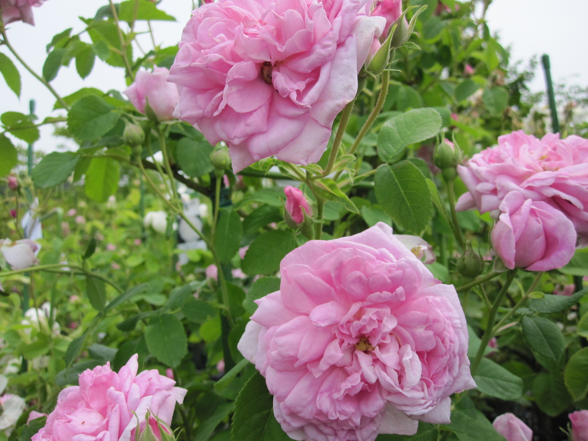 イスパハン Ispahan
